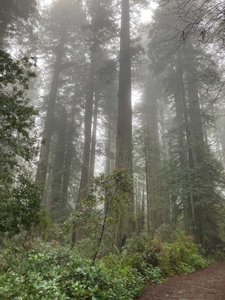Redwoods in the mist
