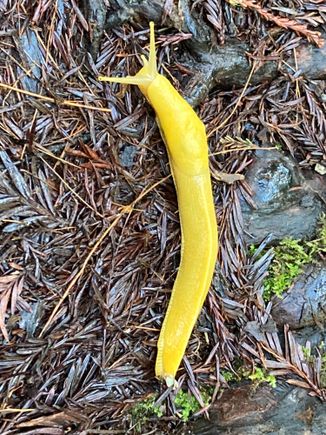 Banana slug!