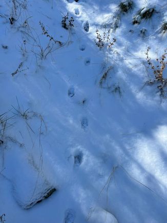 Barb, did you put some kind of cat hex on me? Lots of Bobcat tracks on this mornings hike. I can't get away from cats.