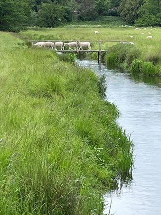 A little lamb traffic jam