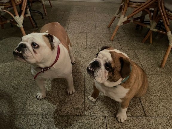 Our dinner companions - the house pups
