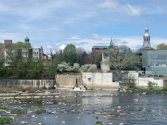 Yamaska River area teeming with carp