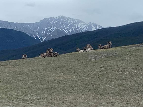 The longhorn sheep found a new spot to chill out.