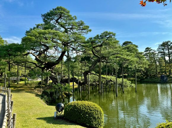 The famed Kenrokuen Gardens. This 600 year old pine tree needs lots of props. I get it, lol!