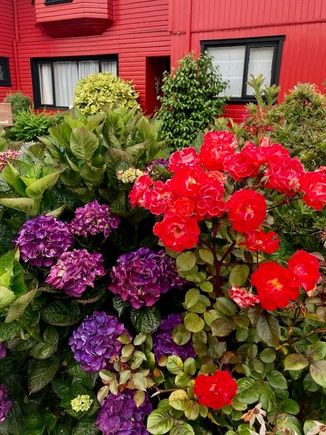 Vibrant flowers in Puerto Varas