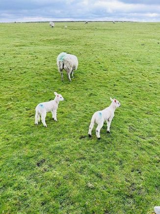 Kate said there were many baby lambs.