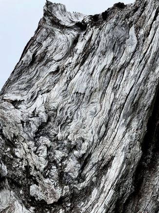 Here is a close up of some log that caught my attention