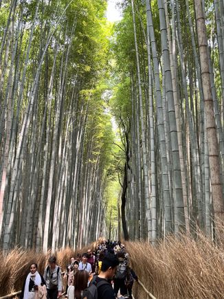 Look at all the people at Arashiyama bamboo forest