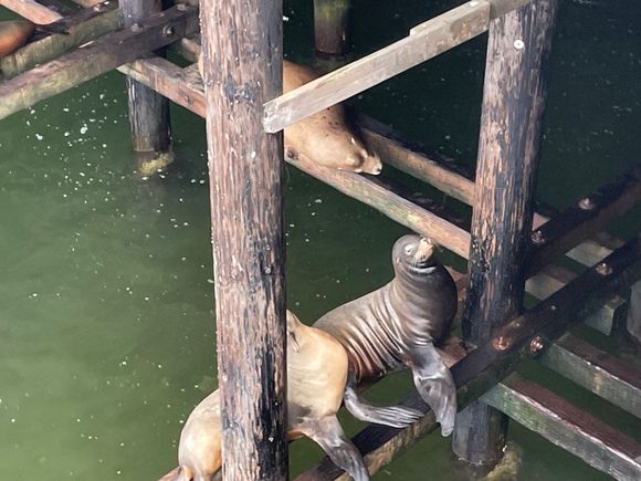 We were so excited to see 5 sea lions in Washington, big deal...