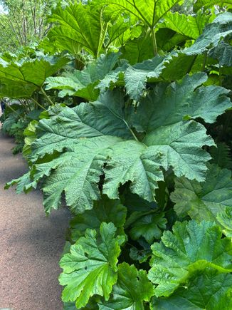 Royal Botanic Garden Lush