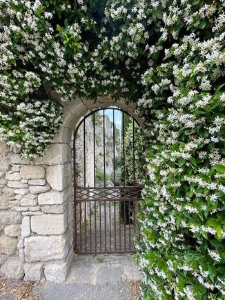 Loving the jasmine, such a heavy scent 