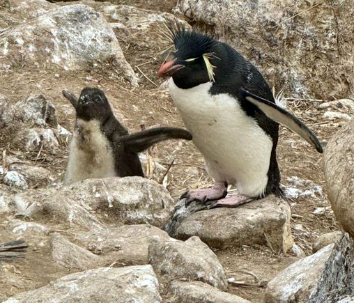 Adult Rockhopper (R) and its chick which has grown considerably 