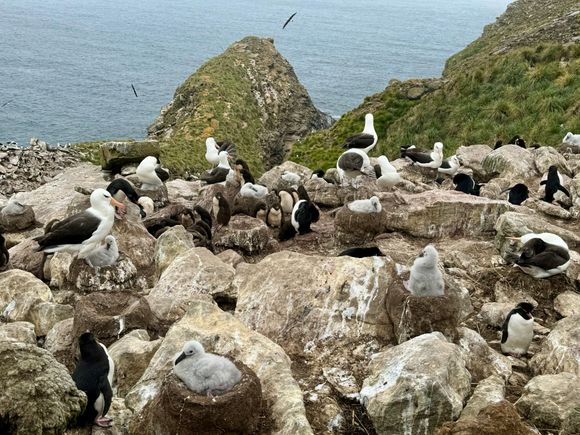Another colony of Rockhoppers and Albatrosses 