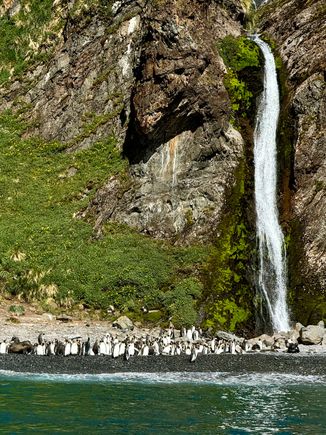 King penguins enjoying the Hercules Bay waterfall 