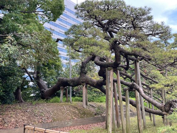 This is a 300 hundred year old tree planted by the 6th Shogun.  We actually could have used some of those braces on our own limbs by the end of the day.