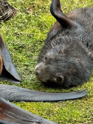 Another cute fur seal pup greets us in Griviknak.