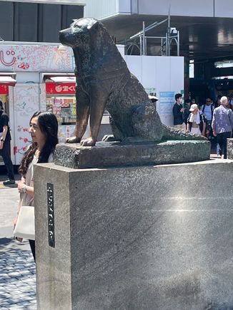 Here is a side view of Hachiko