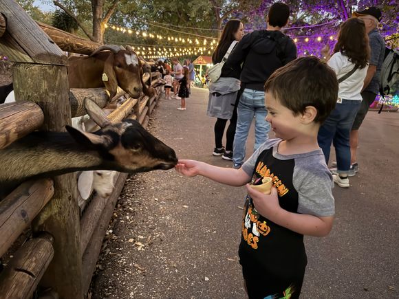 Who doesn't like feeding the goats???