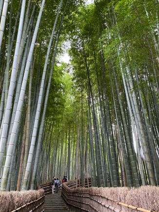 “Secret” bamboo forest at Adashino Nenbutsu-ji