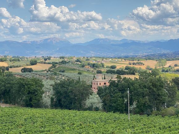 Olive trees, grapevines and mountains in Umbria