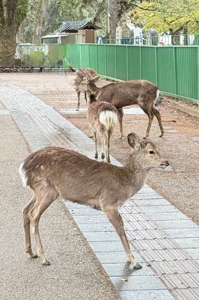 The deer in Nara are so tame