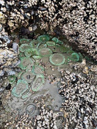 Lots of anemones too