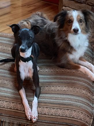 Pippa (Italian greyhound) and Beau (mini Aussie) in our rental AirB&B. I missed them!