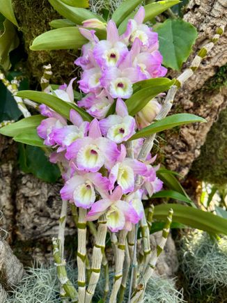 From the Missouri botanical gardens, orchids show