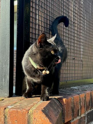 The route first takes us through a housing development, where we met this friendly resident (who looks a lot like one of our own)