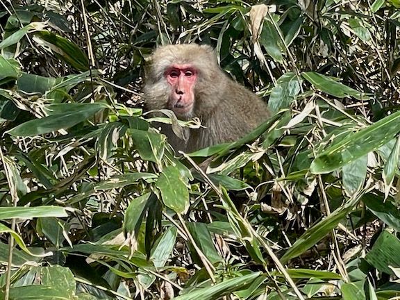 No bears during our hikes, but we did see some monkeys.