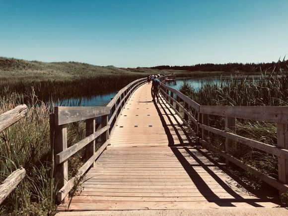 Floating boardwalk over a pond