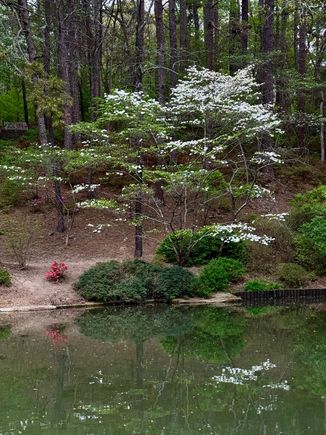 Pretty dogwood