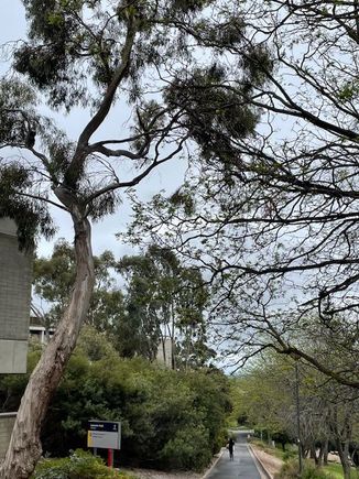 Koala at 10 o’clock (or left on photo) 