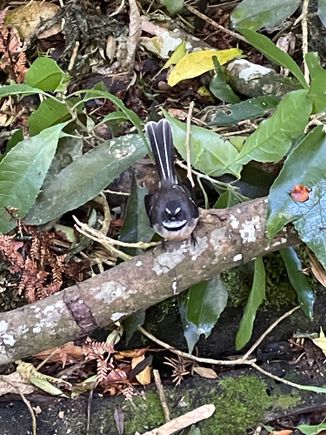 Very friendly fantail