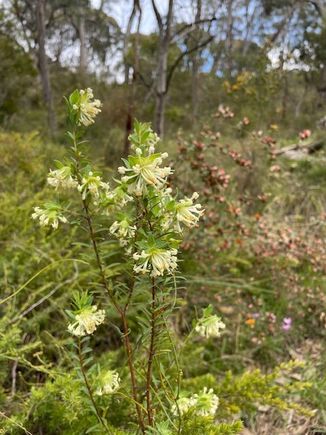 Spring native flowers 