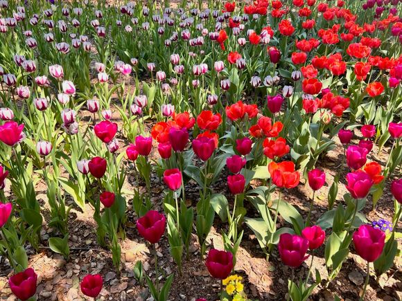 Descanso Garden - Tulip Garden