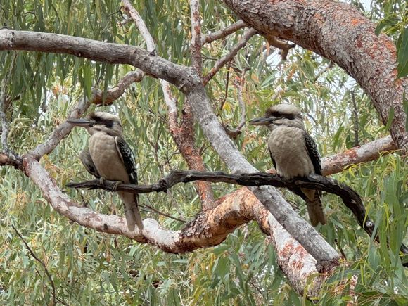 Kookaburra ready to strike - to swoop down to steal our dinners!