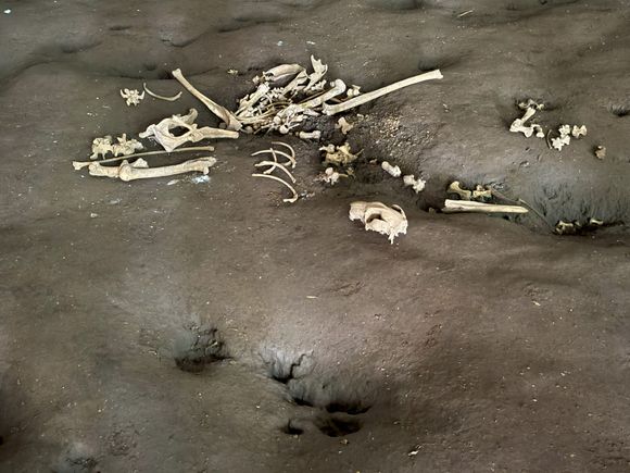 This wallaby got stuck in the tube somehow