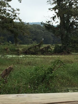 Bayou country, Honduras style -- scene with bird