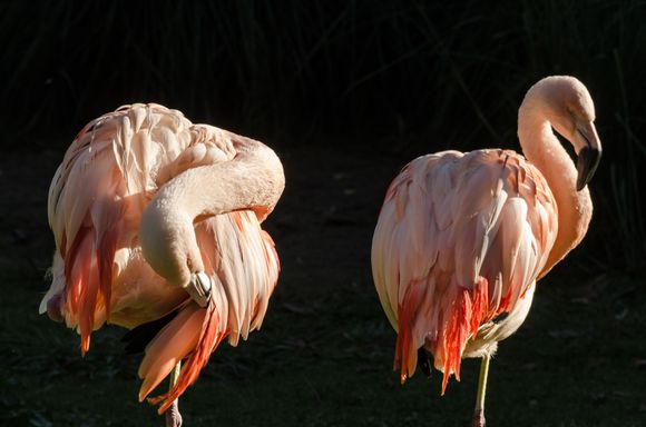 A pair of flamingos. Don't ask.