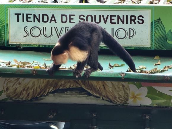 white faced monkey does some shopping