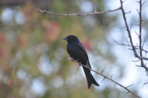 Fork-tailed Drongo