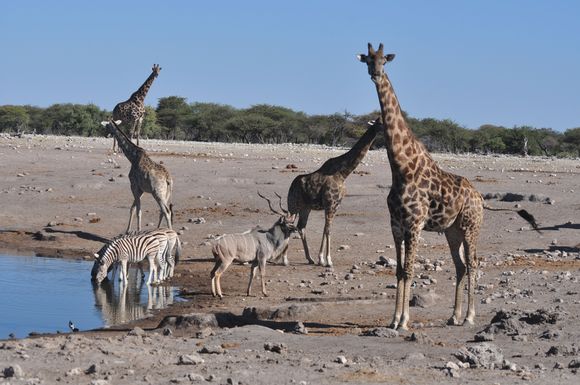 A magnificent antelope also often referred to as the crazy kudu often tries to outrun the vehicle as you drive past.