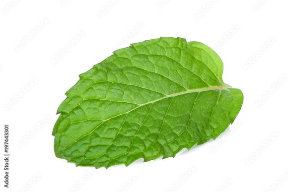 mint leaf