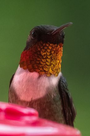 With a glimmer of light, the throat magically changes to an orange!