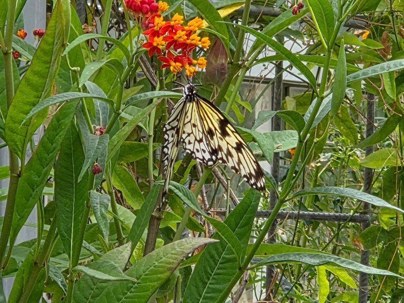 butterfly on Lantana at Malahyde Castle
