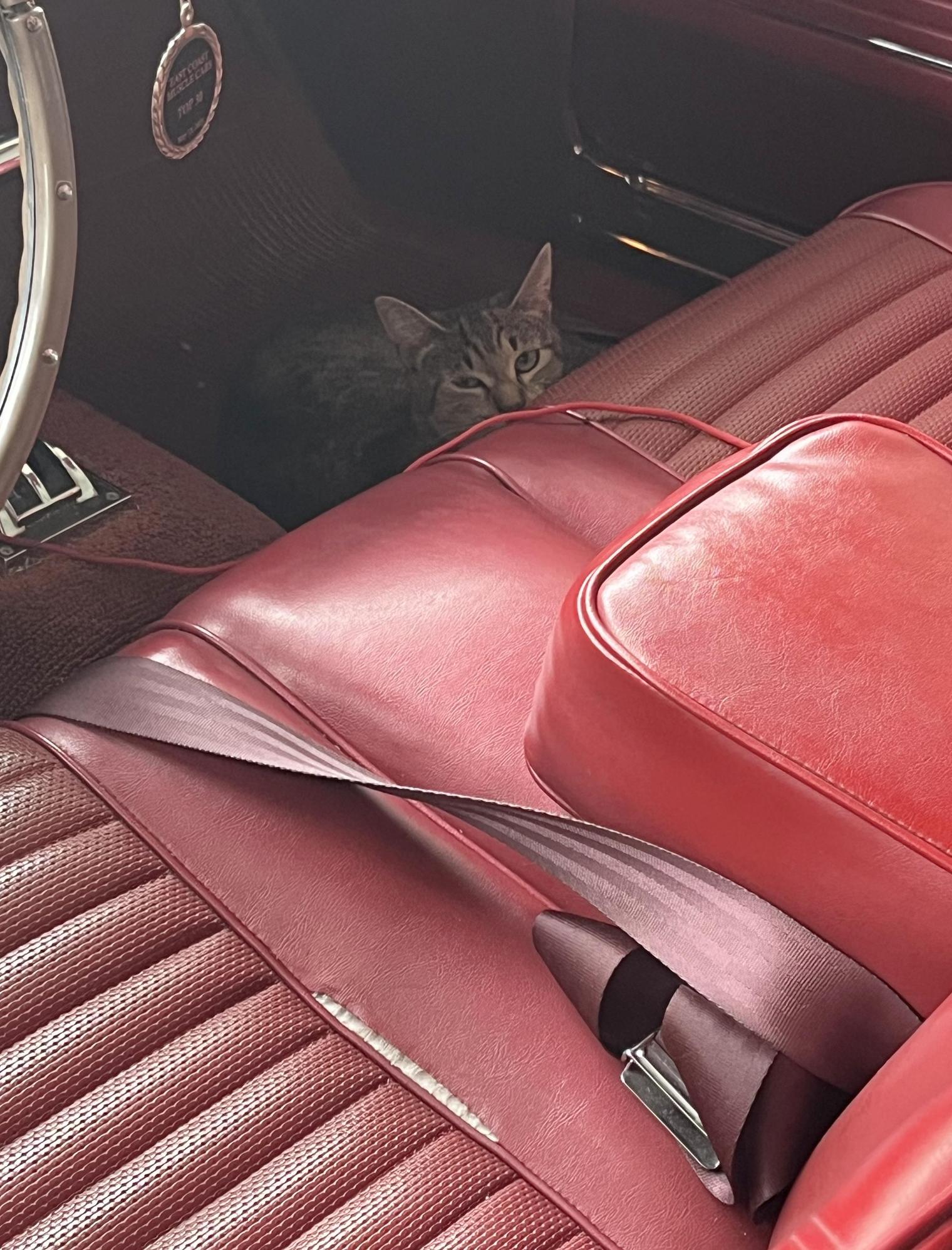When I got in the car, I found a stowaway that had come in through the open window.