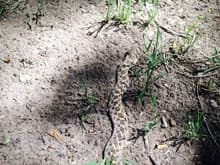 Little Rattle snake, About 2' right near the basket.