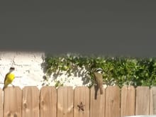 2 kiskadee birds on my fence 