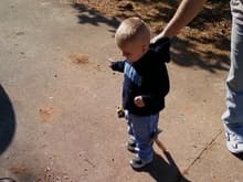 I'm training him early...note the mini hammer dragging, and the 25 ft. Fat Max on his hip...